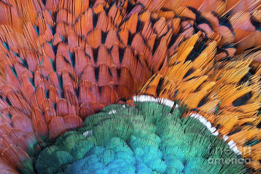 Colorful Pheasant Feathers Photograph by Arterra Picture Library - Fine