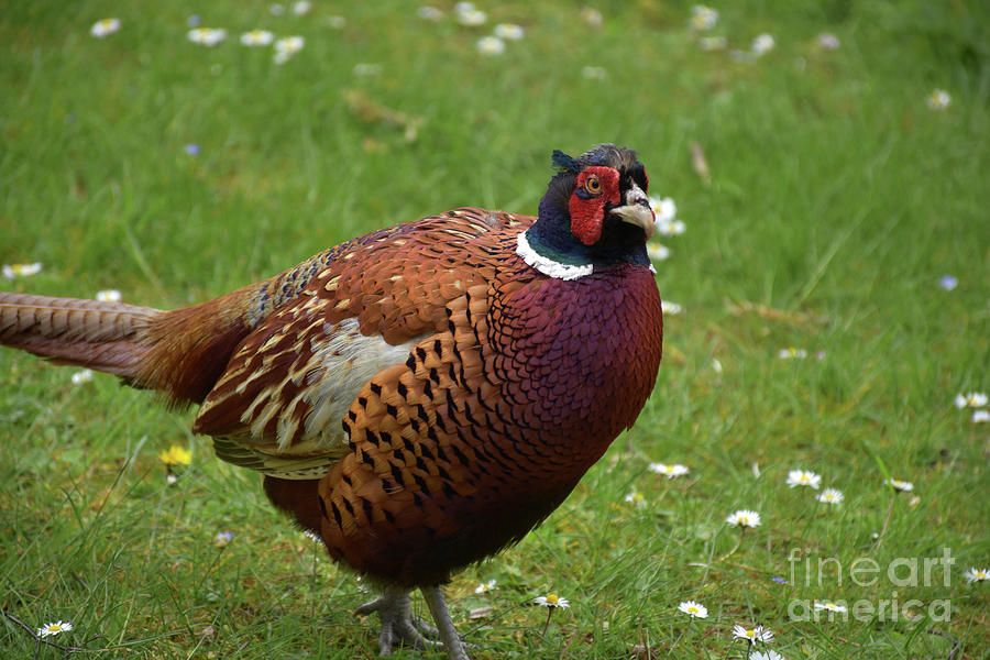 Colorful Pheasant on a Spring Day in England Photograph by DejaVu Designs