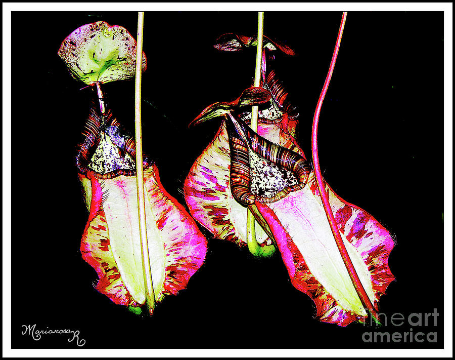 Colorful Pitcher Plants Photograph by Mariarosa Rockefeller