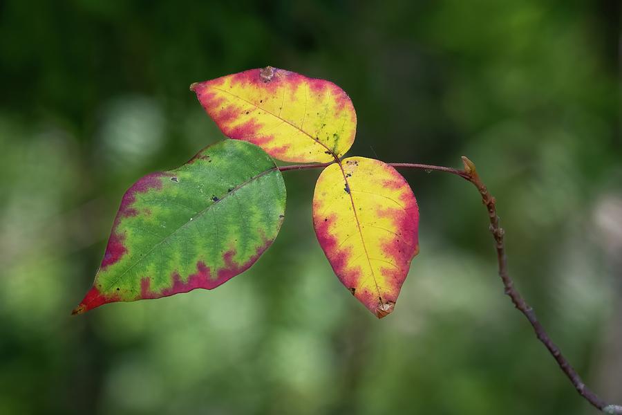 Colorful Poison Ivy Leaf Photograph by Bradford Martin
