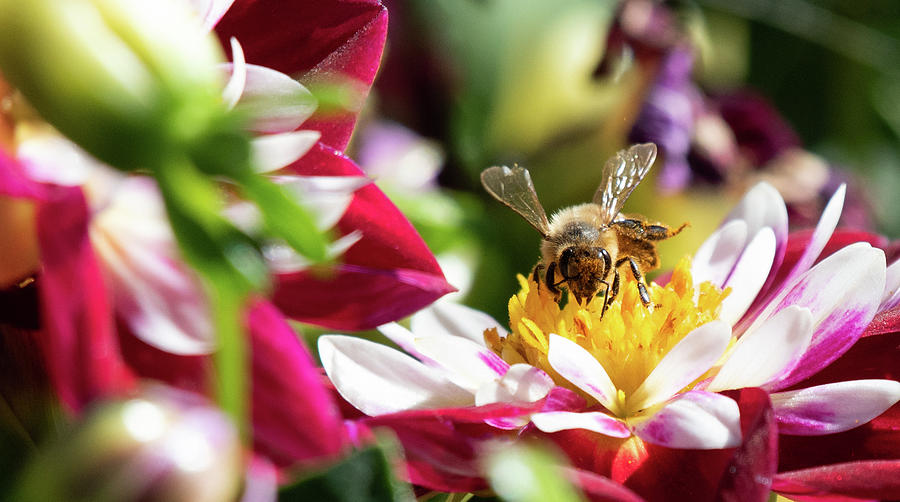 Colorful Pollen 3 Photograph by Lauren Denos - Fine Art America