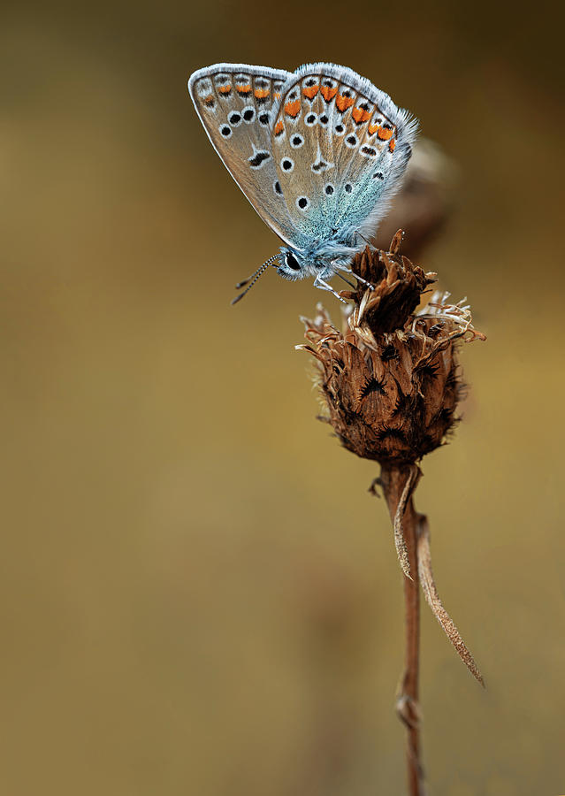 Colorful Polyommatus icarus butterfly Photograph by Jaroslaw Blaminsky