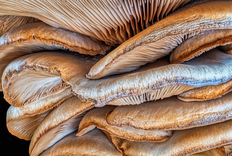 Colorful Polypores Photograph by Gary Slawsky