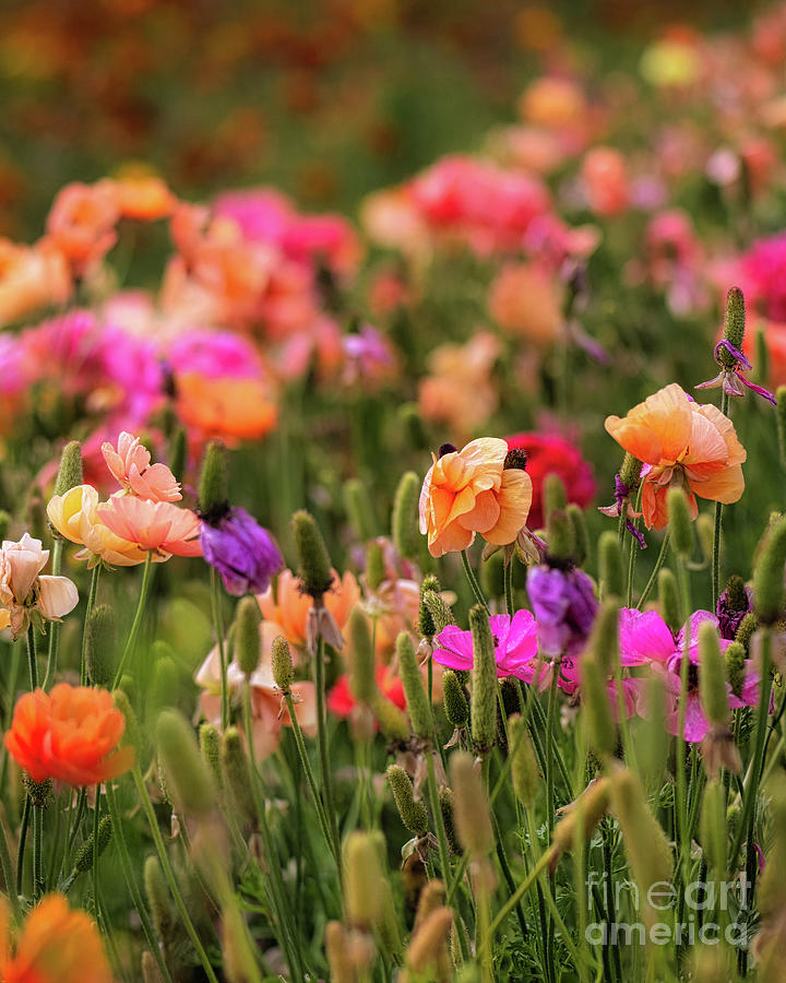 Colorful pop of Persian buttercups ranunculus Carlsbad Flower Fields CA  Photograph by Abigail Diane Photography