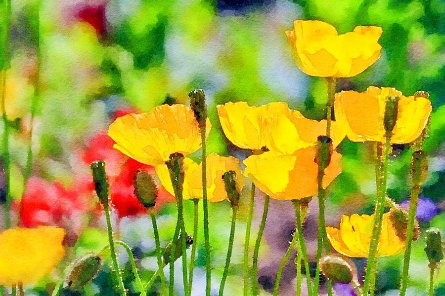 Colorful Poppies Watercolor Painting by Susan Rydberg