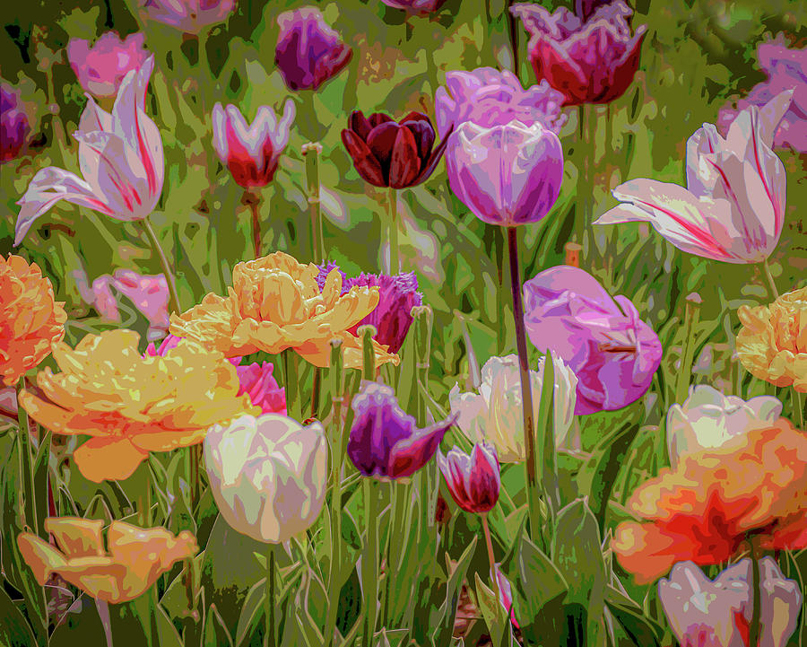Colorful posterized tulips Photograph by Loredana Gallo Migliorini