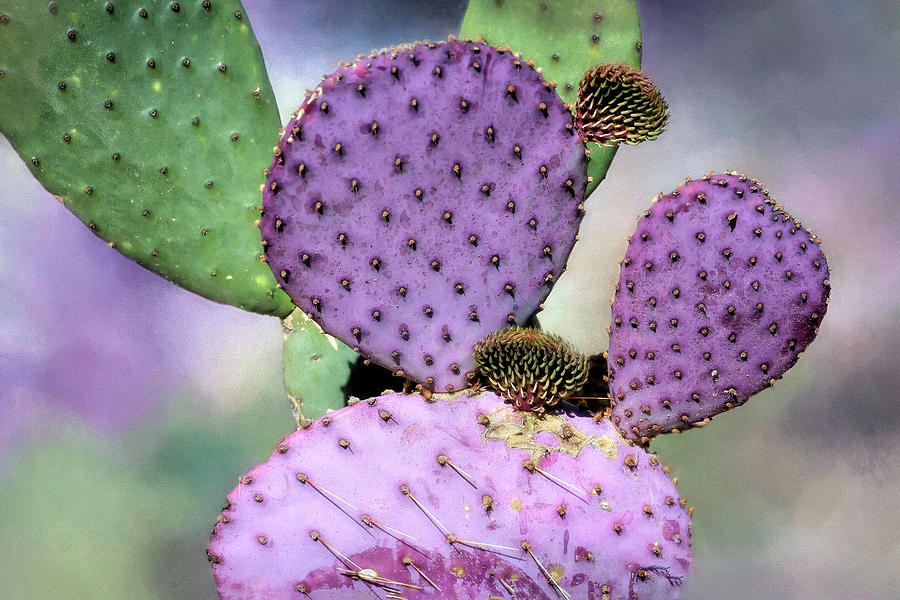 Colorful Prickly Pear Cactus Photograph by Donna Kennedy