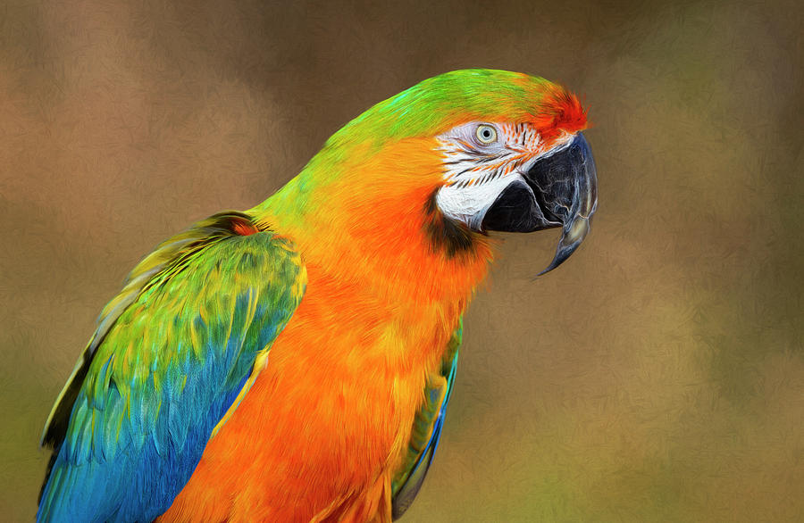 Colorful Profile Photograph by Art Cole