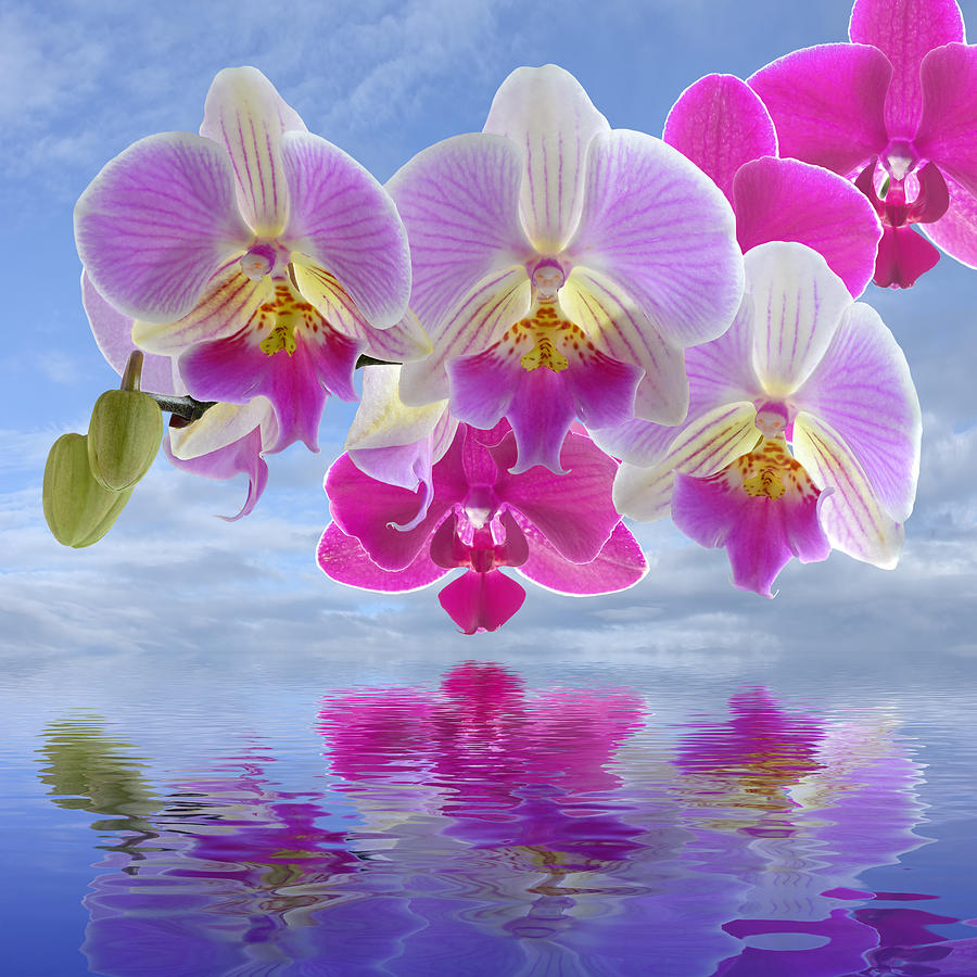 orchid spa wallpaper