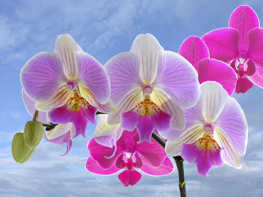 Colorful Purple Pink Orchids Photograph by Gill Billington