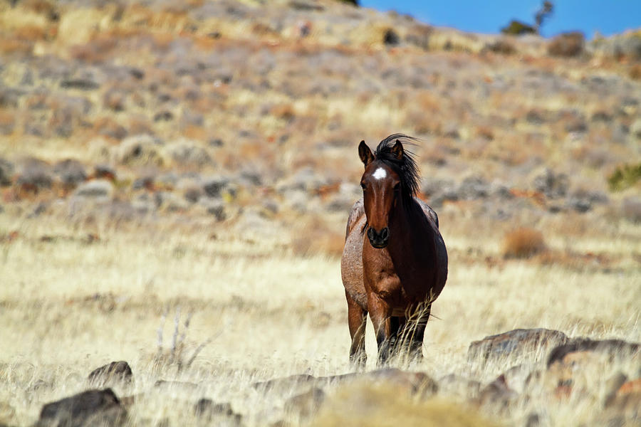 Colorful Red Mustang horse Photograph by Waterdancer