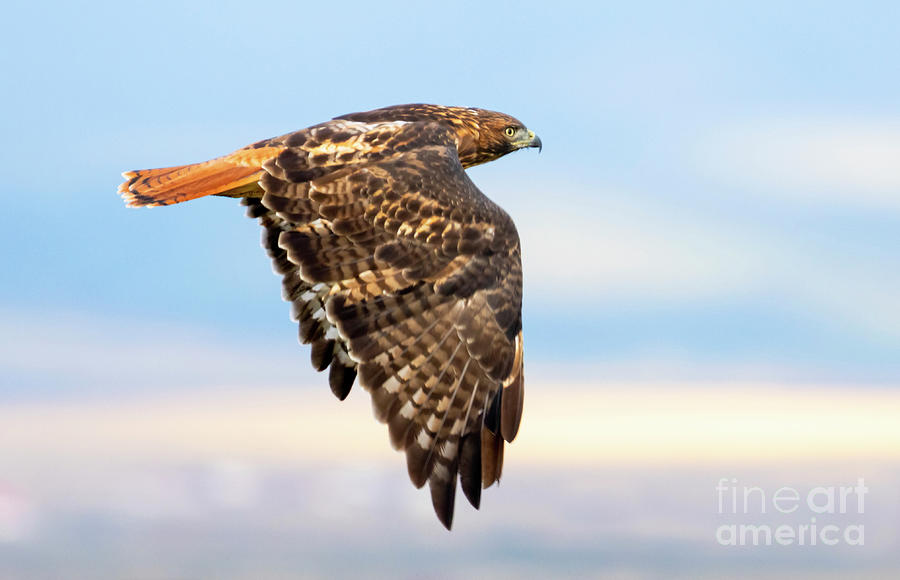 Colorful Red-Tailed Hawk Photograph by Steven Krull