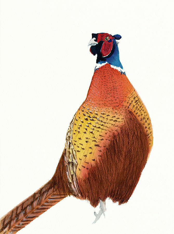 Colorful Ring-Neck Pheasant Painting by Deborah League