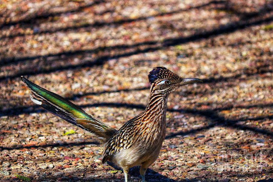 Colorful Roadrunner  Photograph by LaDonna McCray