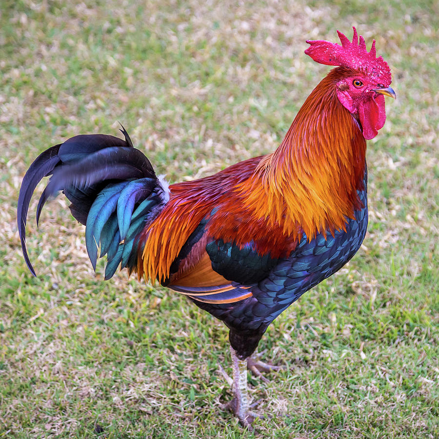 Colorful Rooster Photograph by Sqwhere Photo - Fine Art America