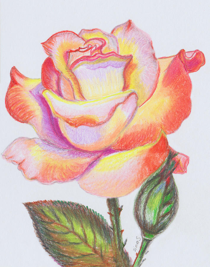 rose flower drawings with color