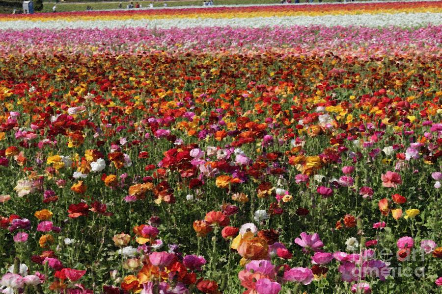 Colorful Rows Of Flowers Photograph