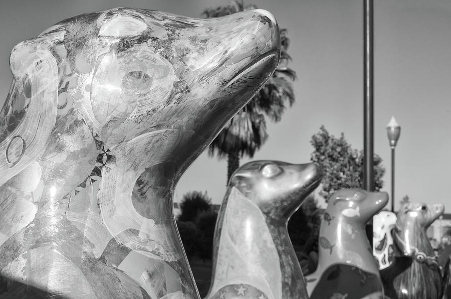 Colorful Sea Lions at Pier 39 Fishermans Wharf San Francisco Black and White Photograph by Shawn OBrien