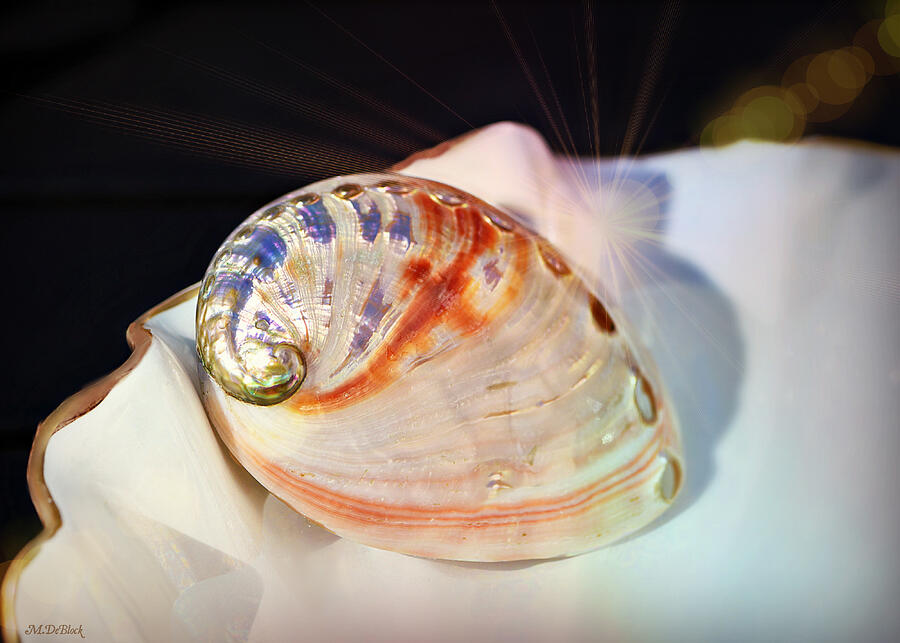 Colorful Sea Shell Still Life - Providence Forge, VA Photograph by Marilyn DeBlock