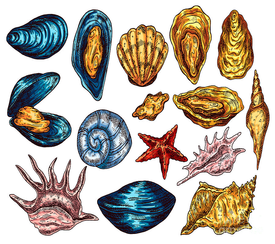 Colorful Sea Shells And Mussels Digital Art by Noirty Designs | Fine ...