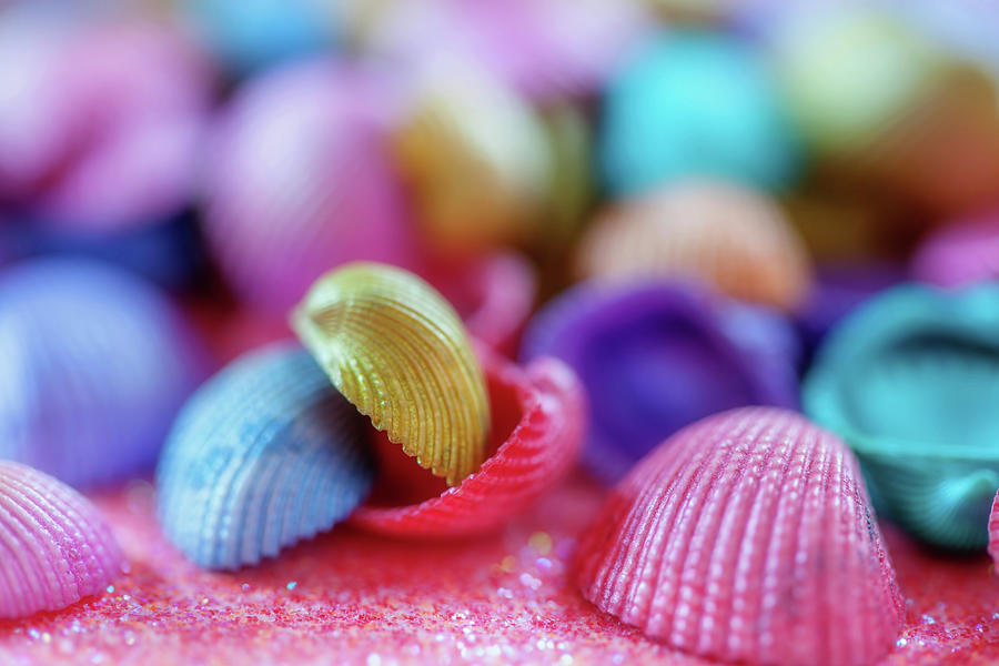Colorful Sea Shells Photograph