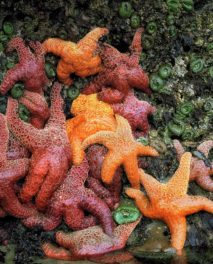 Colorful sea stars and sea anemones during low tide at Bandon Beach ...