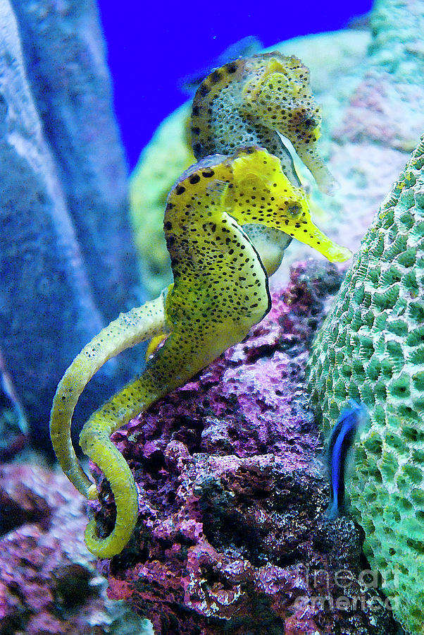 Colorful Seahorses Photograph by Jim And Emily Bush