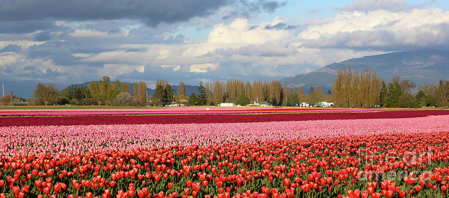 Colorful Skagit Valley Tulip Fields Panorama Photograph by Carol Groenen