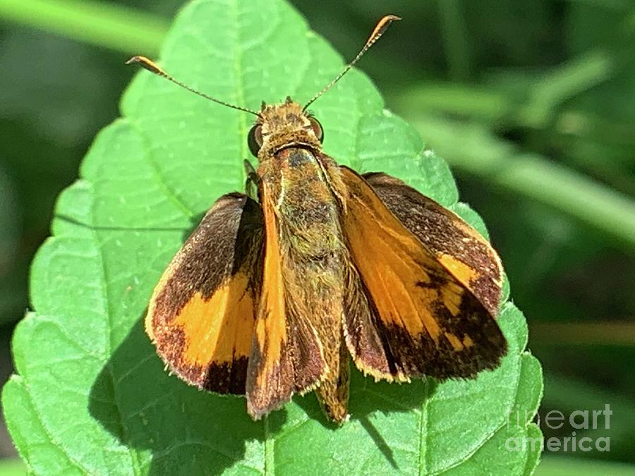 Colorful Skipper Photograph by Catherine Wilson