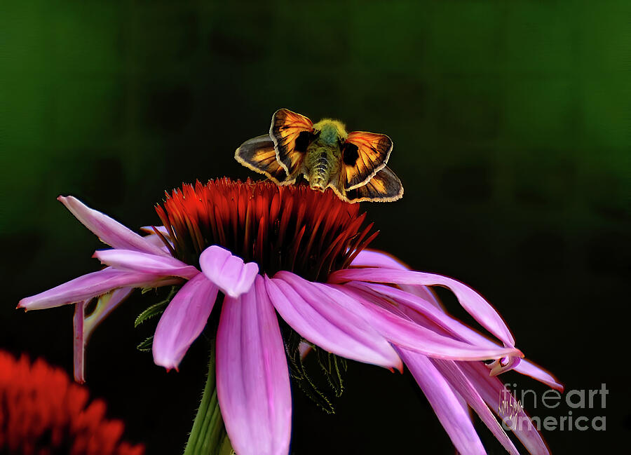 Colorful Skipper Photograph by Lois Bryan Colorful Skipper Photograph by Lois Bryan