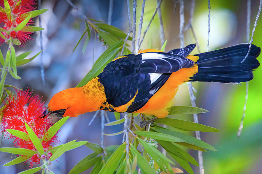 Colorful Spot Breasted Oriole Photograph by Mark Andrew Thomas
