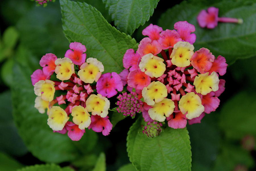 Colorful springtime flower buds Photograph by Shirley Blaine