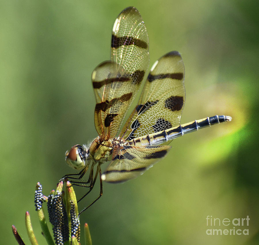 Butterfly Photograph - Colorful Square Dragonfly by Skip Willits