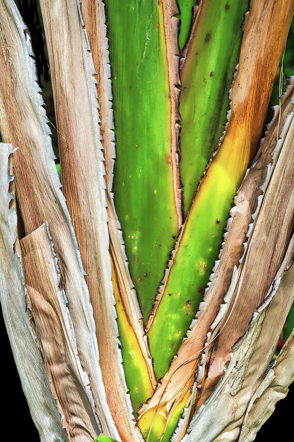 Colorful Stem Of The Banana Plant Photograph by Gary Slawsky