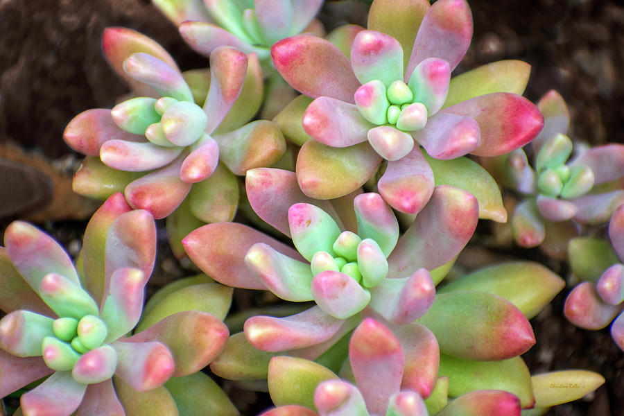 Colorful Succulent Moonstone Plants Photograph by Christina Rollo