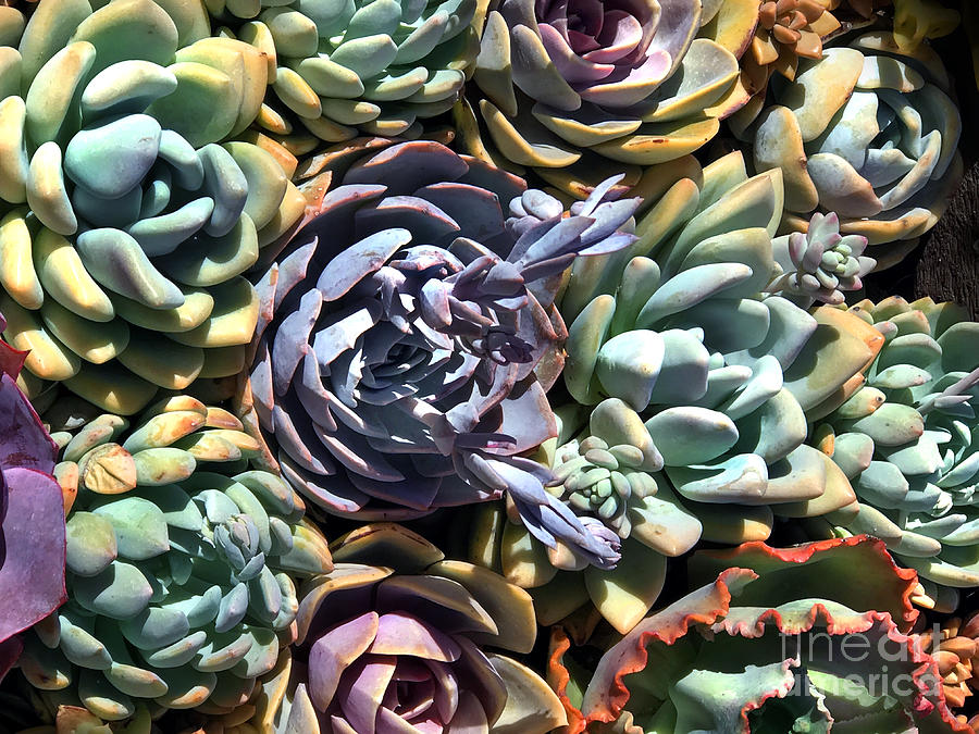 Colorful Succulent Plants 19 8 8 114 Photograph By Sofia Goldberg Fine Art America 9805