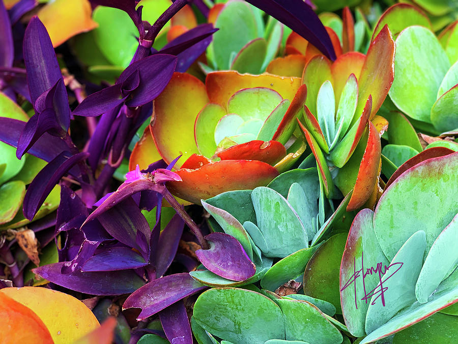 Colorful Succulent Plants Photograph by DC Langer