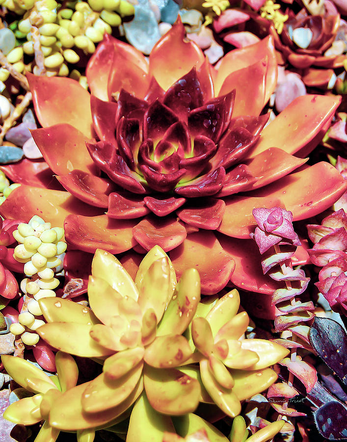 Colorful Succulents Photograph by Sherrie Triest