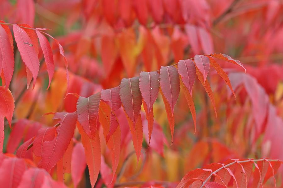 Colorful Sumac Leaves In Fall Photograph