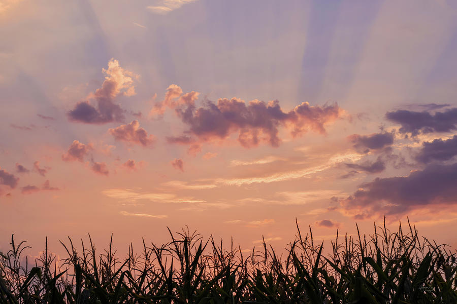 Colorful Sunrise - Morning Sky Over A Corn Field Photograph by Andreea Eva Herczegh