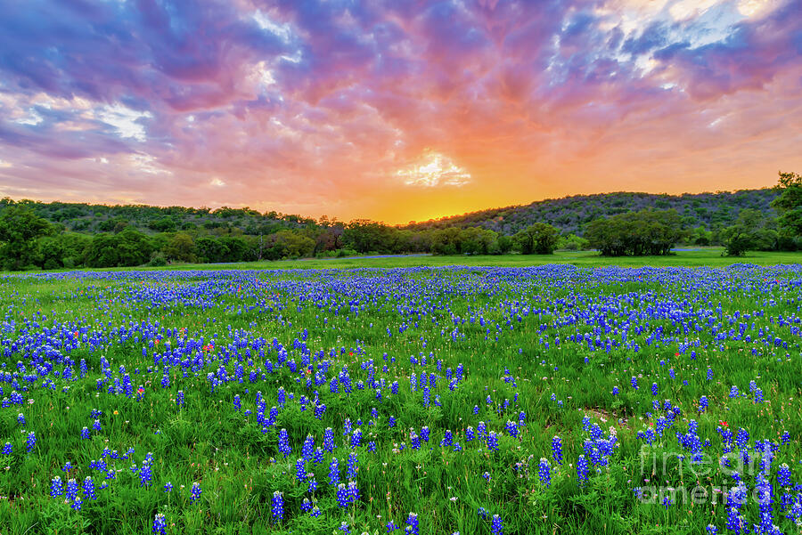 Colorful Sunset Over Bluebonnets Photograph by Bee Creek Photography ...