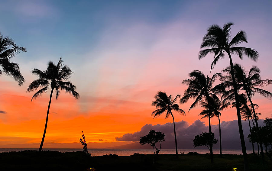 Colorful Sunset With Palm Tree On Hawaii Maui Island Photograph by Fang ...