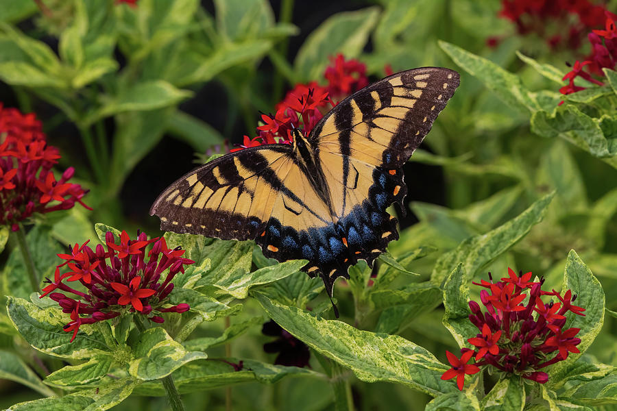 Colorful Swallowtail in the Gardens Photograph by Chad Meyer