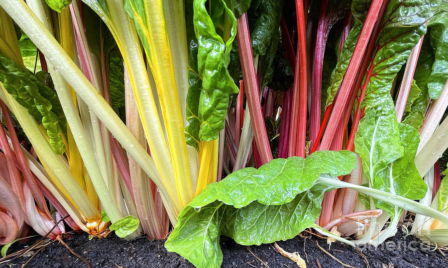 Colorful Swiss Chard 4770 Photograph by Jack Schultz