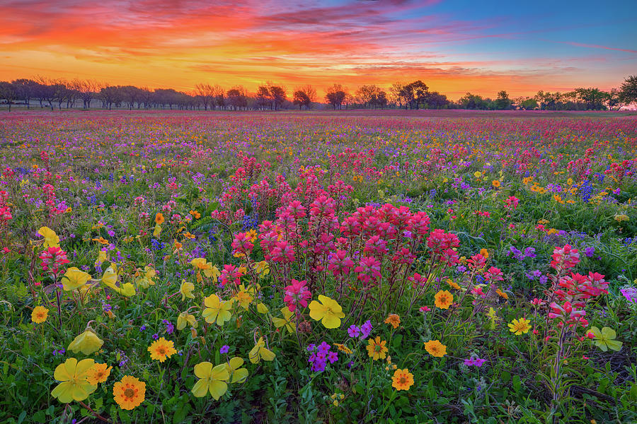 Colorful Texas Wildflowers before Sunrise 4021 Photograph by Rob Greebon