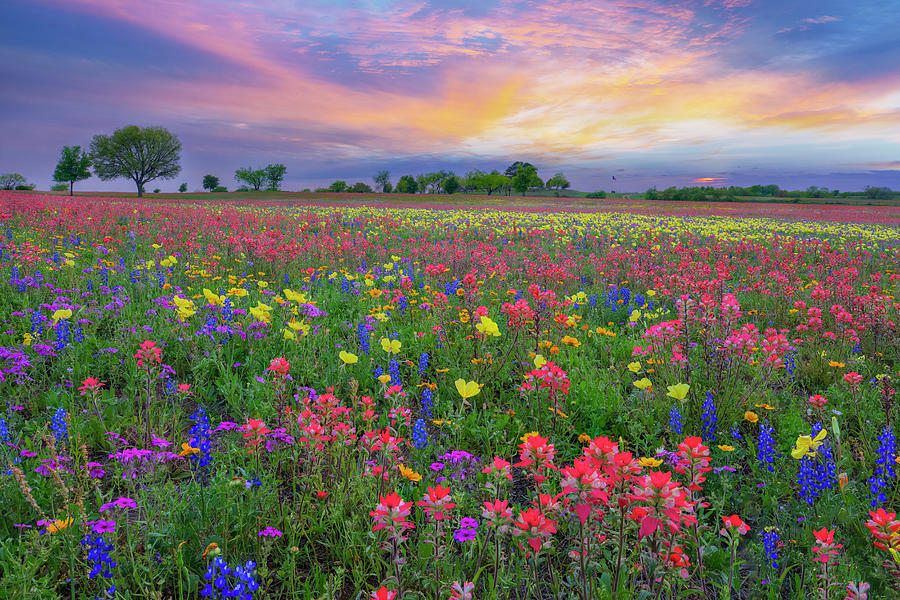 Colorful Texas Wildflowers just after Sunset 3283 Photograph by Rob Greebon