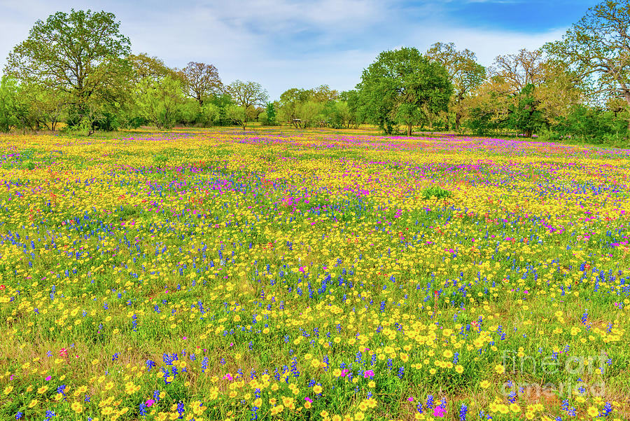 Spring Wildflowers Poster