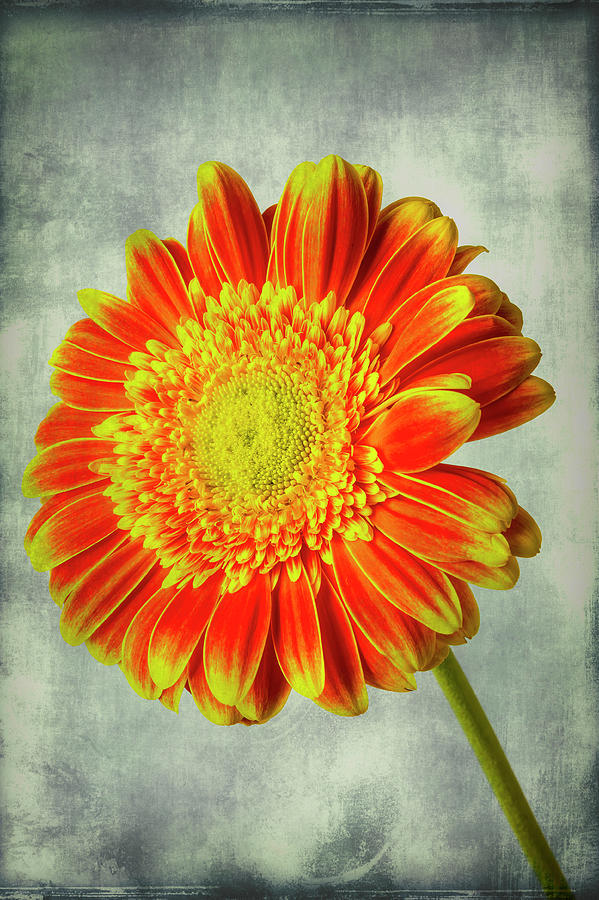 Colorful Textured Gerbera Daisy Photograph by Garry Gay