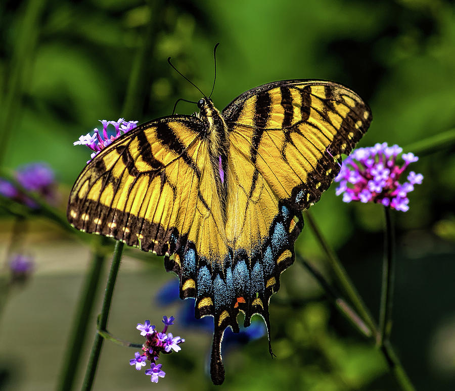 Colorful Tiger Swallowtail Butterfly Photograph by Nick Zelinsky Jr