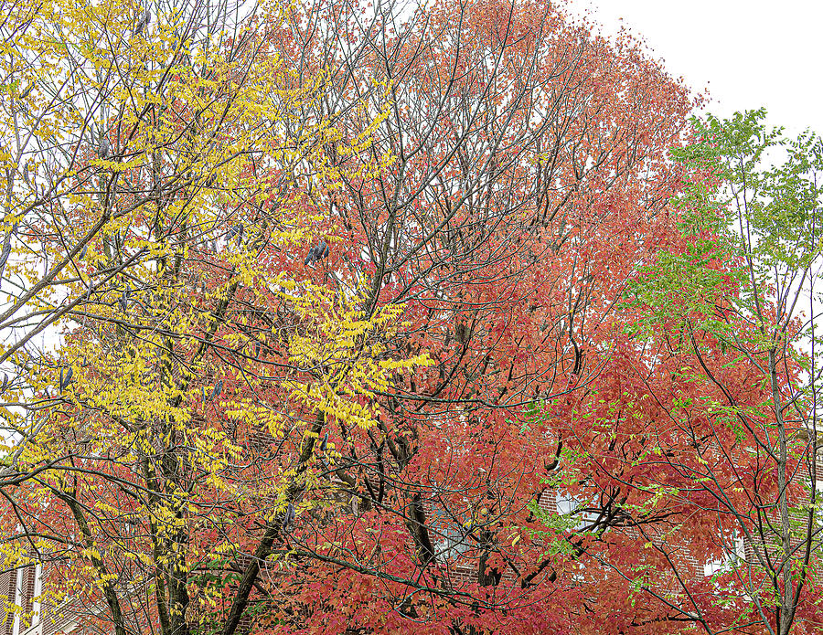 Colorful Trees - Evanston, Illinois Photograph by David Morehead